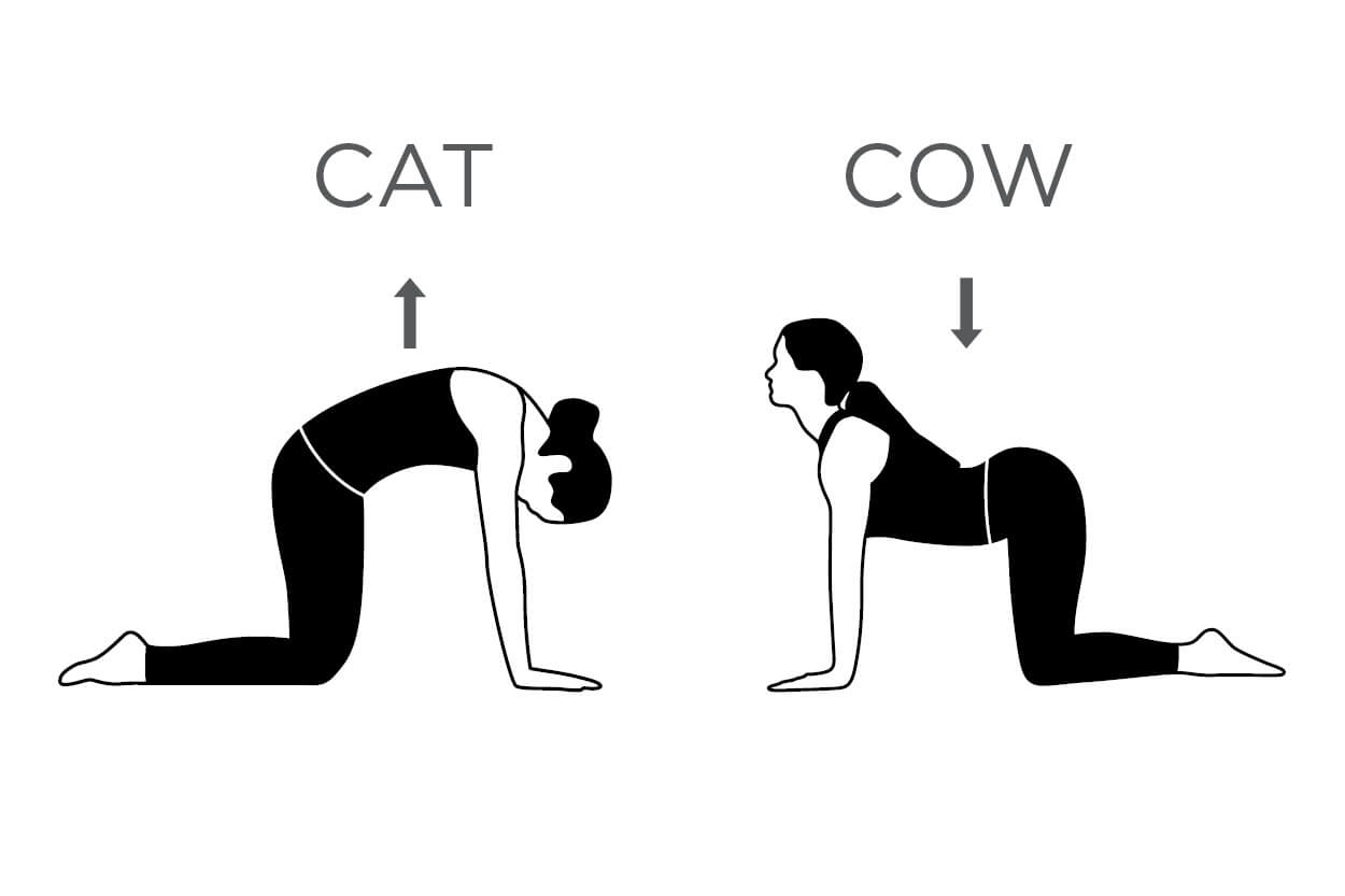 Illustrated diagram of a woman performing a cat cow stretch